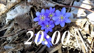 20 Minute Spring Timer with Classical Music