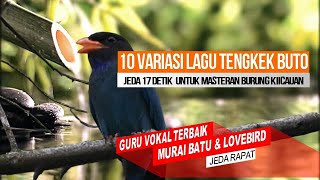 Guru Vocal Terbaik Burung Murai Batu Cucak Hijau Lovebird Cendet