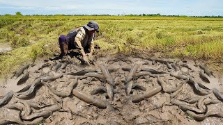 OMG! It’s really Fishing at Rice Field , Catching a lot Catfish Underground in Dry Season