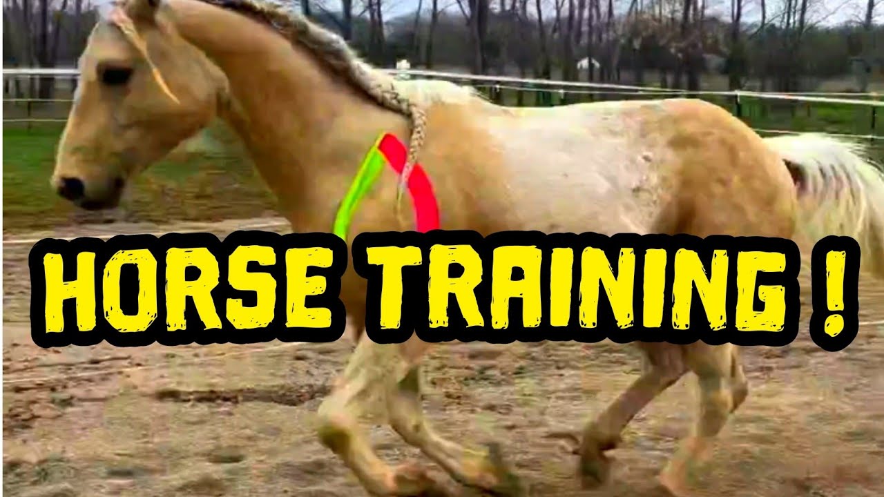 power horse | training🐎🐴 | 
