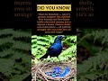 "This Bird Builds a Decorated Mansion to Get a Date — And It's Absolutely Insane"#bird #BraveGeoRS