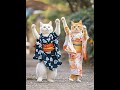 #Pets #Cats #Dogs #CutePets #AnimalLovers #ペット #猫好き #犬好き #宠物 #猫狗