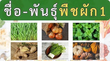 ความรู้รอบตัว เกมทายชื่อ-สายพันธุ์พืชผัก 30 ข้อ #1 EP.17 | QuizMhee ท้าให้ทาย by พี่หมีเนิร์ด