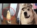 Dog escapes kennel: Smart Great Pyrenees dog gets out of cage and opens hospital doors - TomoNews