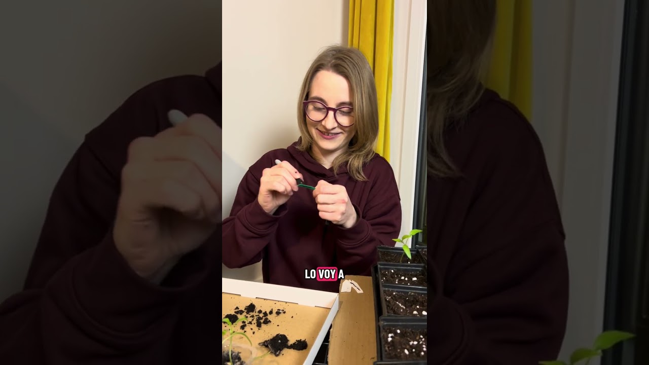 Cultivando chiles mexicanos 🇲🇽 en Polonia 🇵🇱 I Parte 5