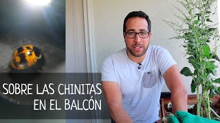 [11] Sobre las Chinitas en el Balcón