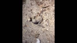 Hawksbill hatchlings, Trinidad