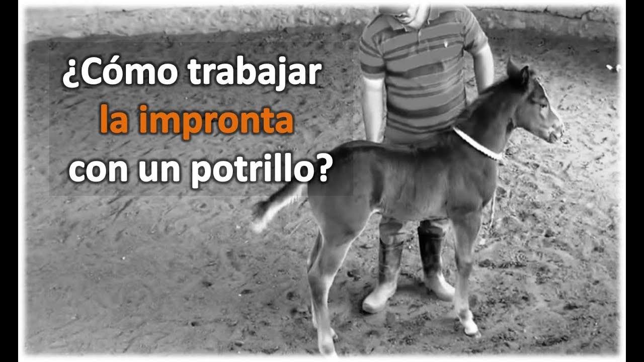 #SoyLeyenda - v1 ¿Como trabajar la Impronta con un potrillo? How to work the imprint on a foal? caballos de carreras