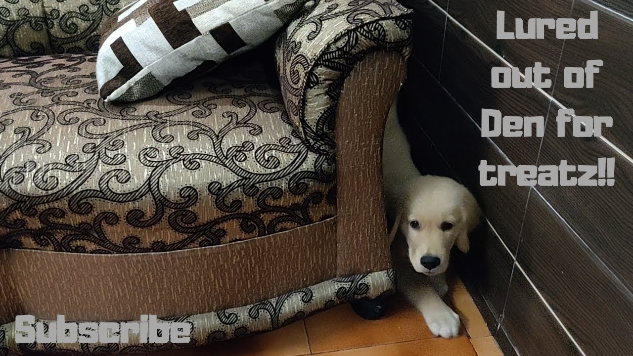 Puppy wants food Treats 🐕🍬😍 Moody Golden Retriever walks for food and throws Tantrums