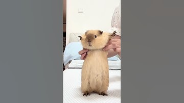 Thumbnail of Mama sauce Wadasi is about to take off guinea pig guinea pig cute pet daily record emergency