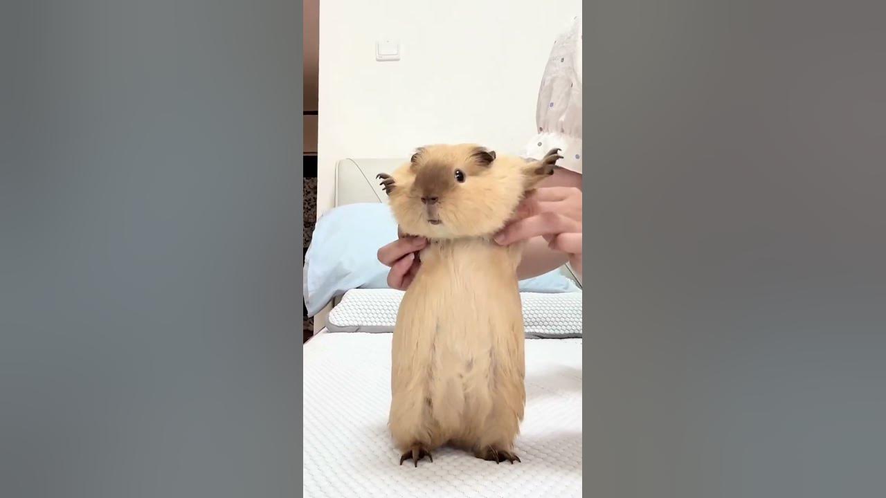 Mama sauce Wadasi is about to take off guinea pig guinea pig cute pet daily record emergency