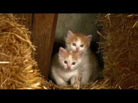 Video: 3 Fantastische Katzengeschichten