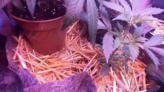 Cannabis veg room 10 new flavours, purple punch autos, two mother's