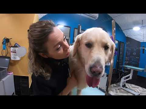 Vidéo: Quelles sont les causes des abcès chez les chiens?