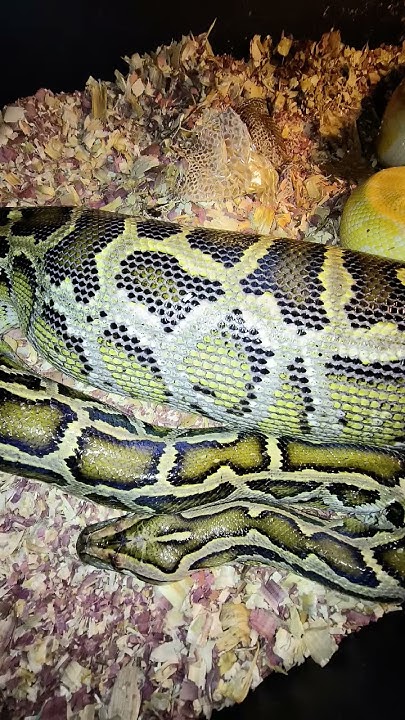 Burmese Python Handling 101: Nature vs Nurture - YouTube