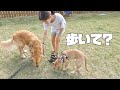 【ゴールデンレトリバー仔犬】初めてのデイキャンプでお姉ちゃん達と散歩の練習してみた
