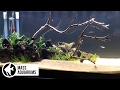 40 gallon freshwater planted tankamano shrimpgerman blue ramsrummy nose and bloodfin tetras