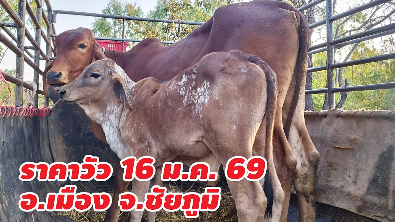 ราคาวัว 16 มกราคา 2569 บ.นาฝาย ต.นาฝาย อ.เมือง จ.ชัยภูมิ เปิดทุกวันอังคารและวันศุกร์