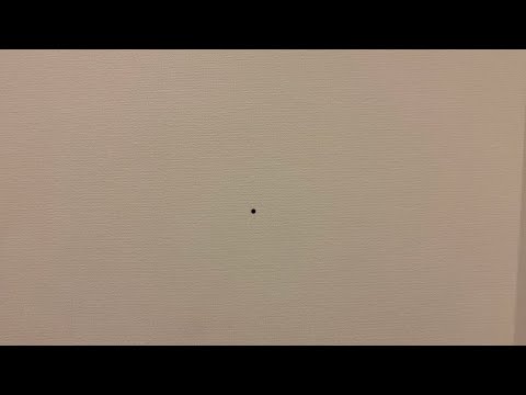 ハムボな蚊