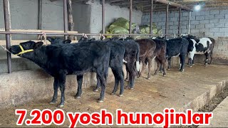 Ro’zg’orbob puli qrzon hunojinlar narxi 7.200 boshlan ulgurib qoling