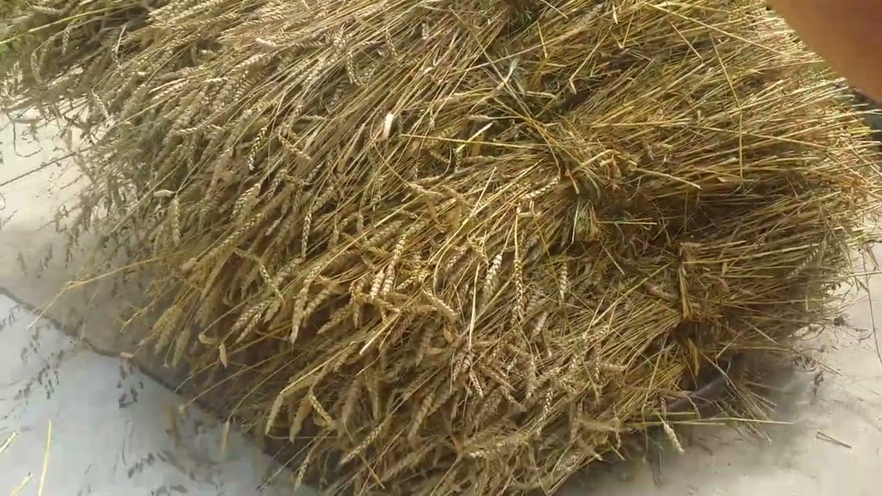 Выбиваем пшеницу самодельным комбайном