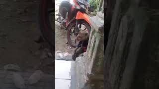 Status wa lucu monyet ciluk bak