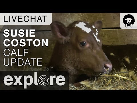 Susie Coston Gives Update On Calf - Farm Sanctuary Live Chat 10/19/17