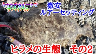 ヒラメの生態　その2 激安ルアーセッティング　『キャッチ&イートでサバイバル』vol.77
