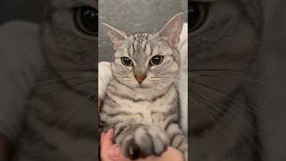 全てが可愛い猫たちと、愛情強めな人間たちwww #cat #猫