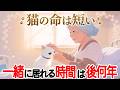 【猫の寿命】猫の1年は人間の16歳!?〜コハクチャンネル1周年〜