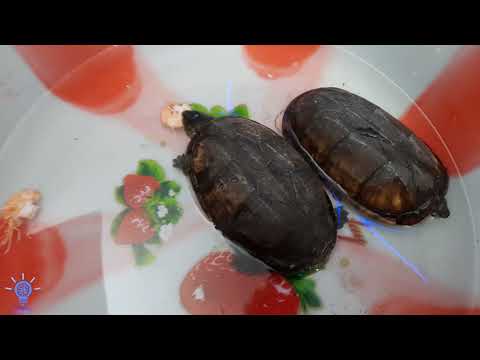 Vídeo: Os peixes comem tartarugas?