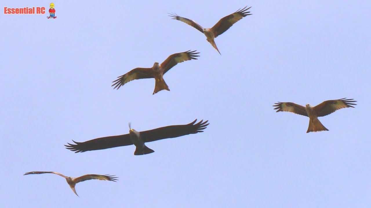 FLYING WITH FEATHERED FRIENDS - Part 1 ! PlanePrint Eagle 3D Printed Aeroplane