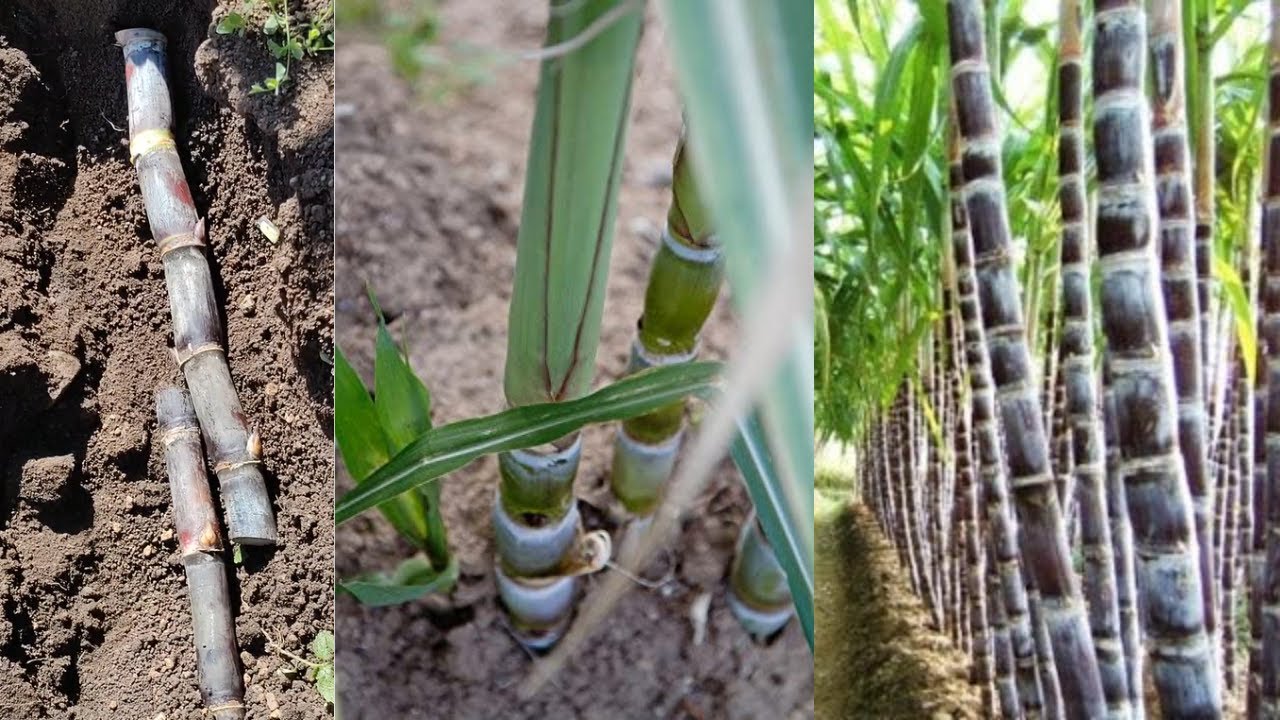 Como Cultivar Caña de Azúcar