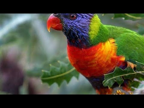 خوبصورت پرندوں  اور جانوروں کی دنیا کی سیر !!!