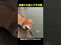 魚捕りの達人すぎる猫