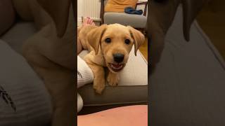 Cute dog shows owner that he can bark #cute #dog #bark