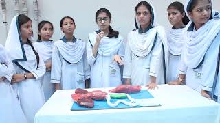 8th Class Presentation in Science Exhibition