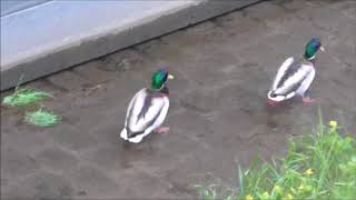 2 duckies walking along
