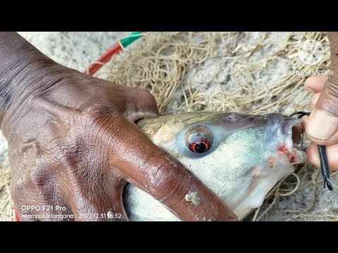 Abdullah Fishing Azadnagar big rahu catching - YouTube