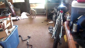 Wild pig trapped on back porch