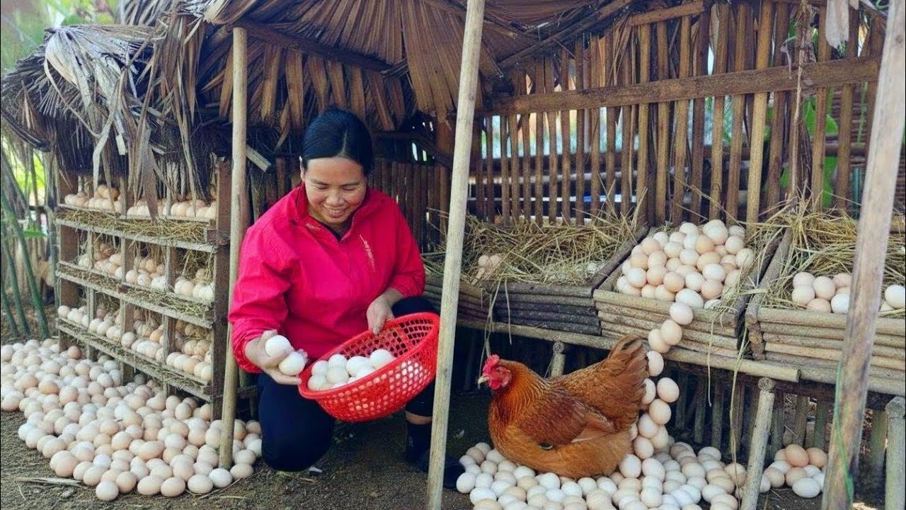 DAN Harvest Many Chicken Eggs - Incubate Chicken Eggs To Hatch Many Chicks