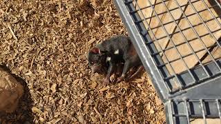 π¦πΊ TASMANIAN DEVIL SLEEPING #shorts
