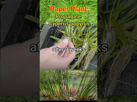 Vídeo: Papir de Cyperus hivernant: com cuidar el papir a l'hivern