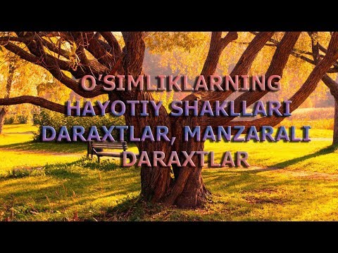 Video: Sizning Bog'ingizda Qarag'aylar Va Daraxtlar