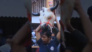 Download Lagu 🎃 Dicokot Lembu? Skill Mberot Teraneh Sepanjang Hidup Bantengan Kalapan #shorts MP3