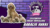 Kopek Eslestirme Ve Babalik Hakki Youtube