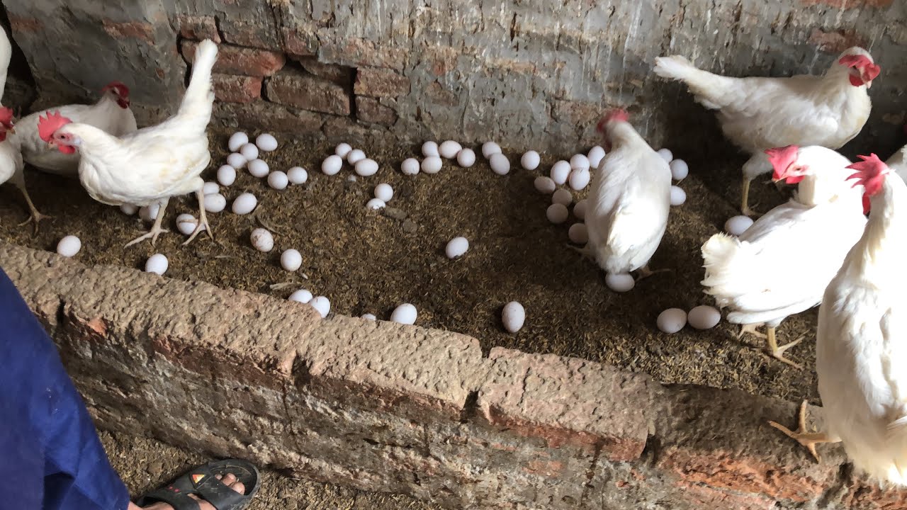 Raising Chickens For Eggs | Collecting Chicken Eggs | Food For Egg ...