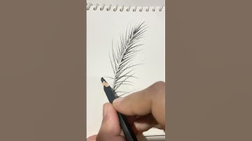 How to draw palm tree leaf drawing for beginners