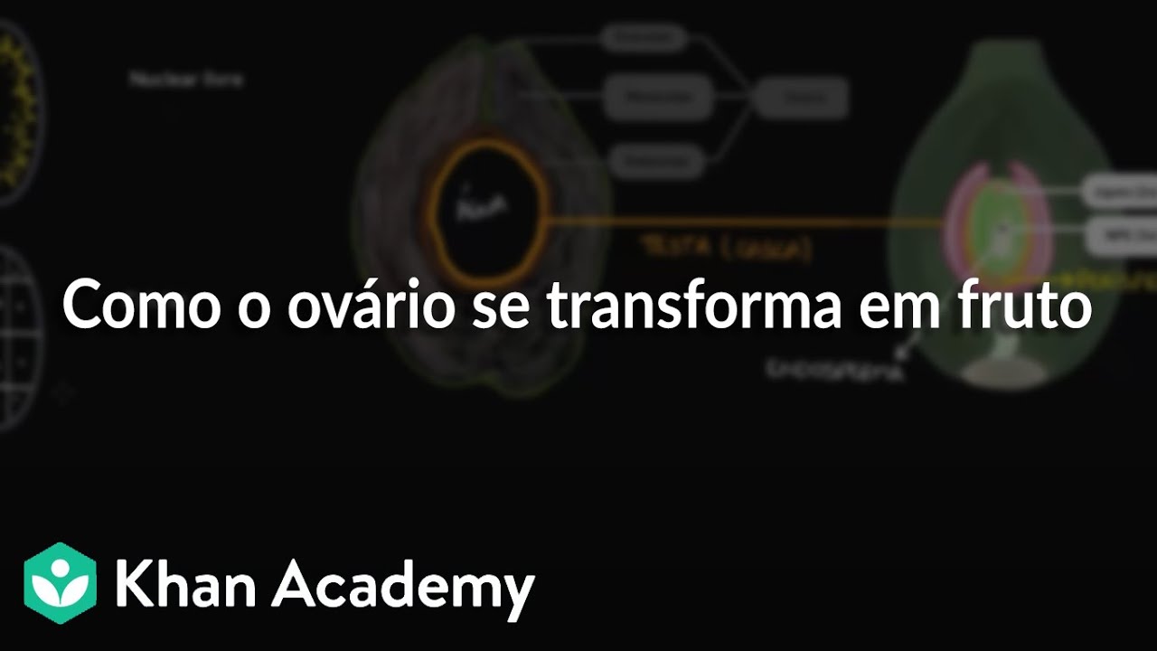 Como o ovário se transforma em fruto - YouTube