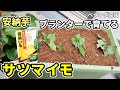 【ベランダ菜園】プランターでも育てられる?サツマイモの植え付け【安納芋】
